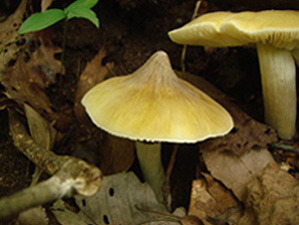 ハエトリシメジ傘