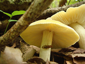 ハエトリシメジ傘裏