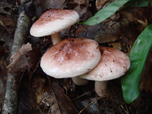 サクラシメジ１ﾞ