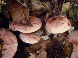 サクラシメジ２ﾞ