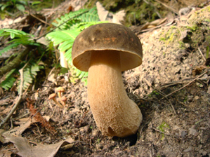 ヤマドリタケモドキ幼菌