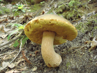 ヤマドリタケモドキ