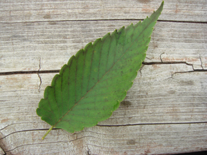 ケヤキ葉